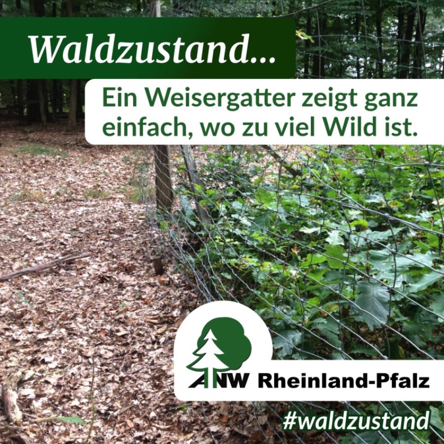 Naturgemäße Waldwirtschaft Bild zum Thema: Naturgemäße Waldwirtschaft