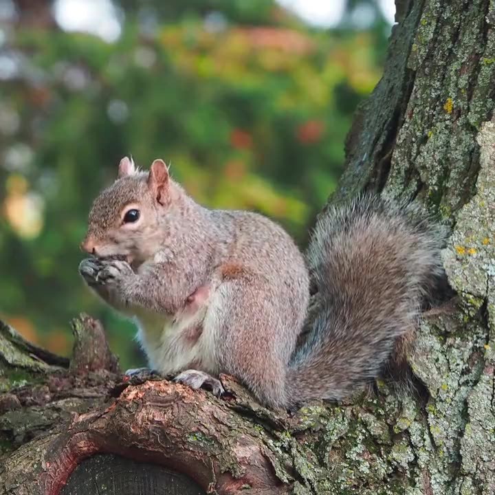 Ein Eichhörnchen sitzt auf einem Ast und knabbert, im Hintergrund herbstlich unscharfe Bäume