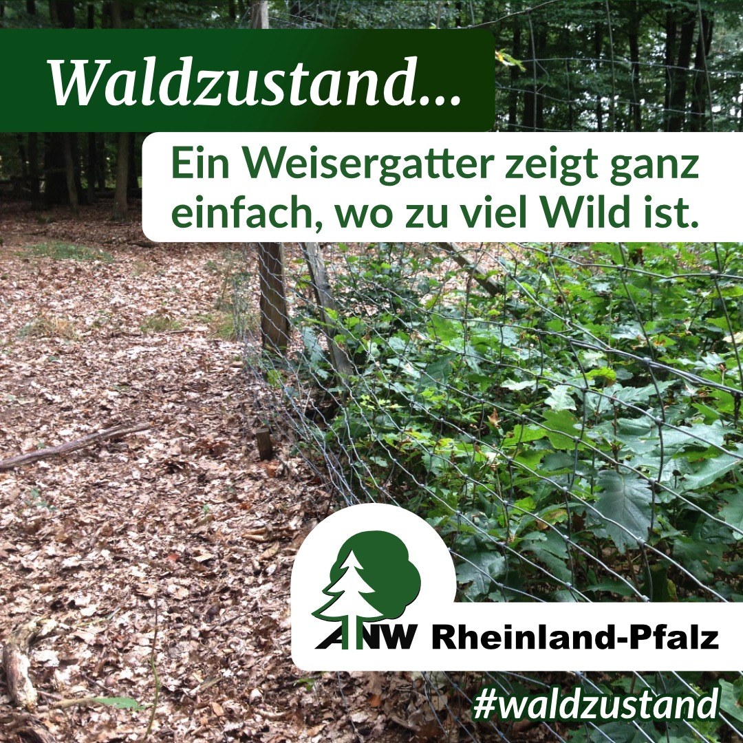 Instagram-Post der ANW Rheinland-Pfalz: „Waldzustand … Ein Weisergatter zeigt ganz einfach, wo zu viel Wild ist.“