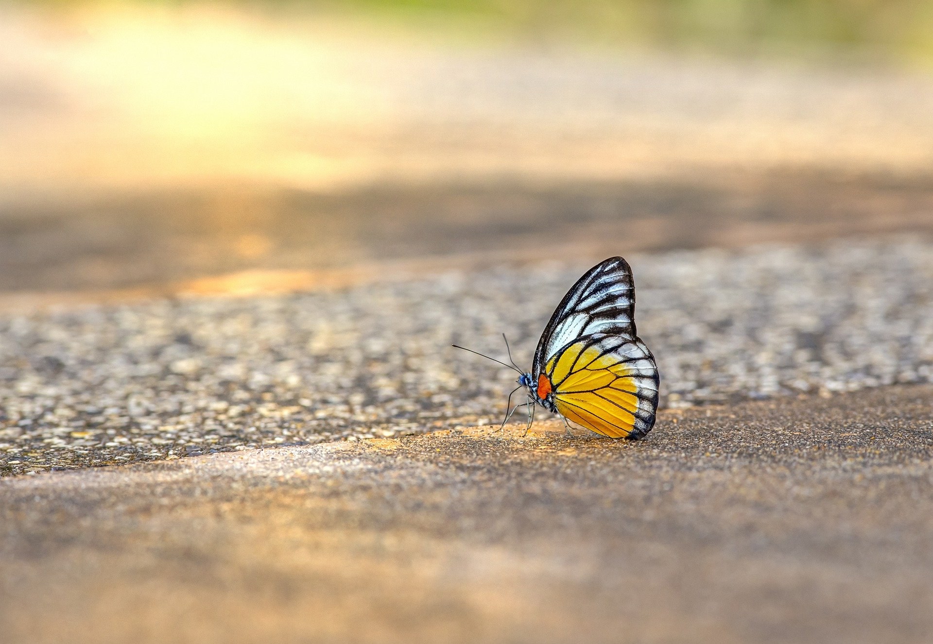 Schmetterling auf einem Weg im goldenen Abendlicht
