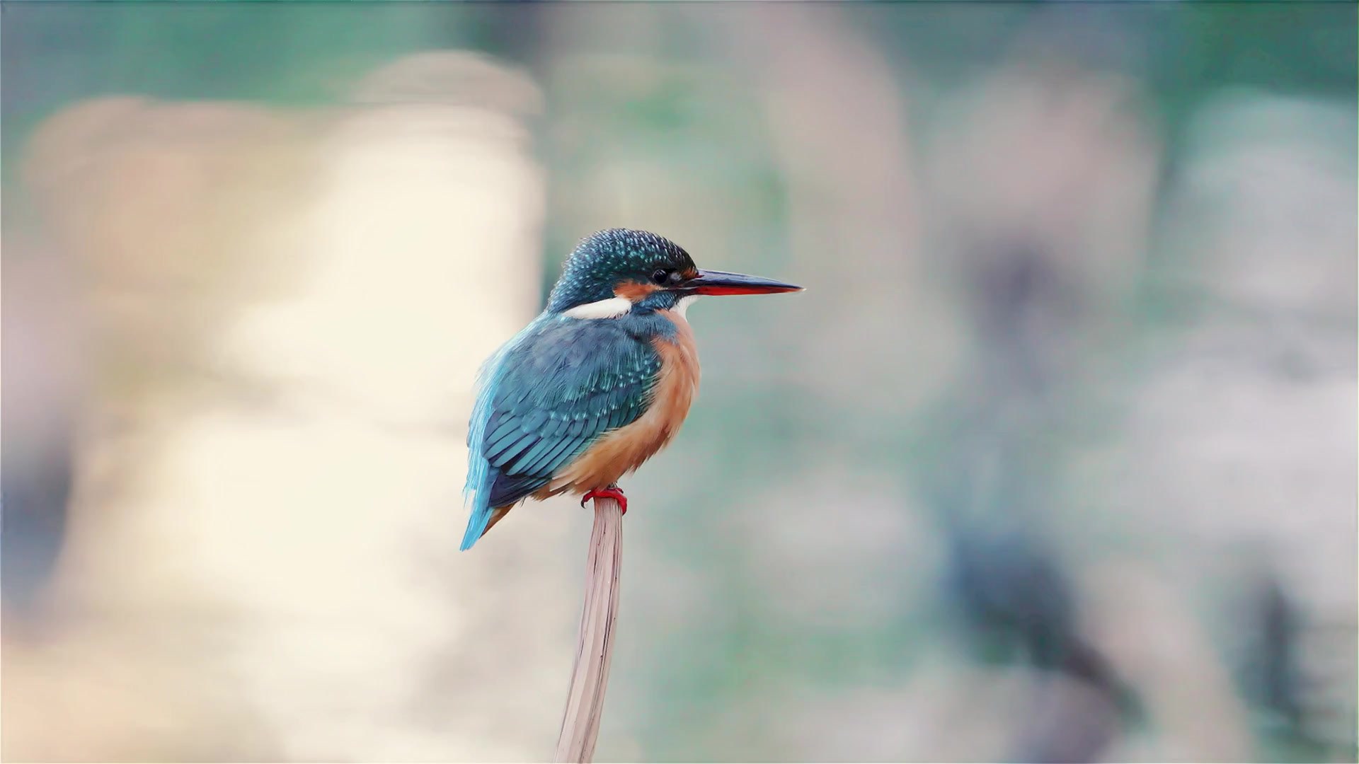 Ein Eisvogel sitzt auf einem Ast am Wasser