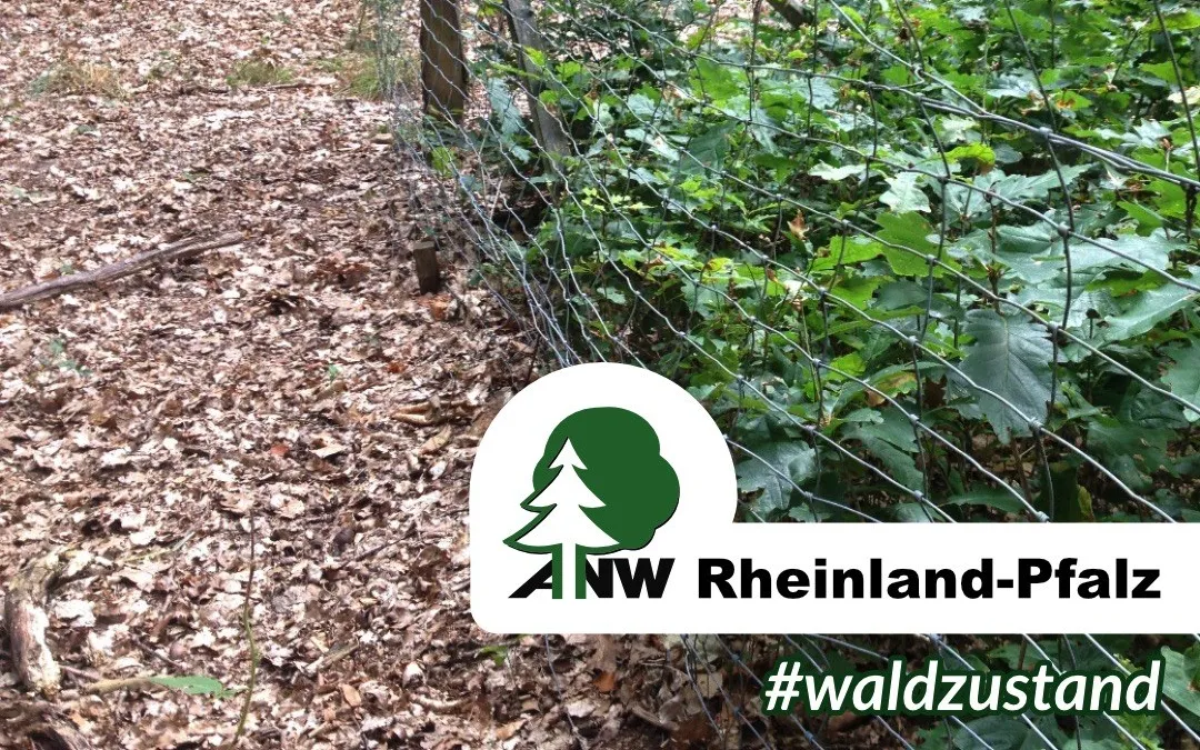 Instagram-Post der ANW Rheinland-Pfalz: „Waldzustand … Ein Weisergatter zeigt ganz einfach, wo zu viel Wild ist.“